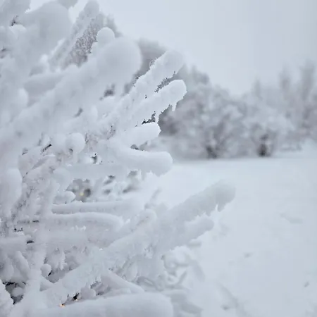 Arctic Lynx Korkalovaara