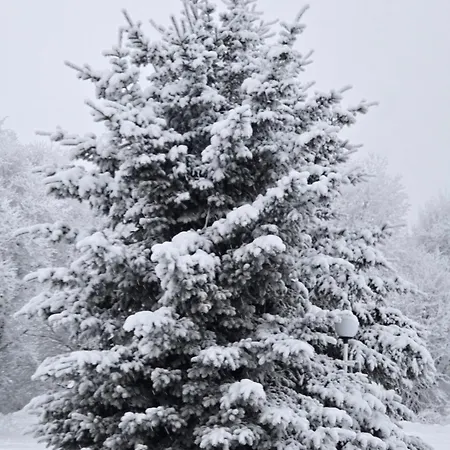 Arctic Lynx Korkalovaara *