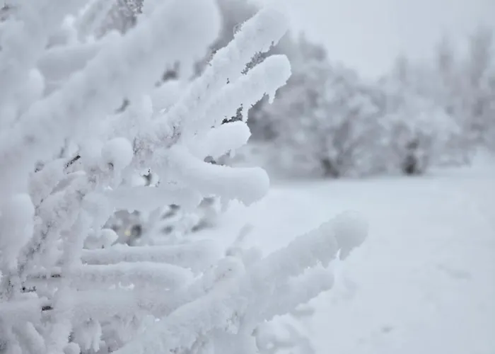 Arctic Lynx Korkalovaara