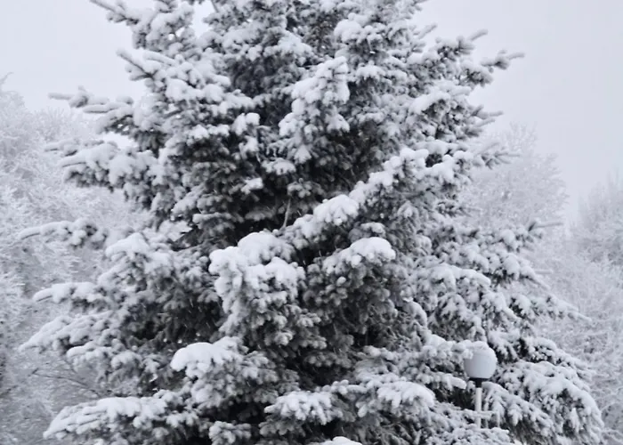 Arctic Lynx Korkalovaara *